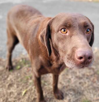 Rescue Chocolate Labrador Retriever Dogs for Adoption in Killingworth, Connecticut - Ruby #24 | PetCurious