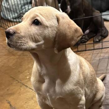Yellow Labrador Retriever Dogs Available for Adoption - Yogi 1 | PetCurious