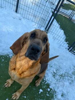 Bloodhound Dogs Available for Adoption - Birdie | PetCurious