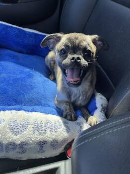 Kenny -  Pug and Chihuahua Dog for Adoption in Silsbee, Texas - Kenny | PetCurious