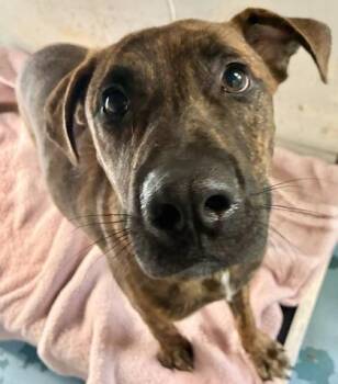 Wade -  Mixed Breed Dog for Adoption in Gainesville, Florida - Wade | PetCurious