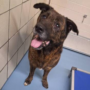 Brin -  German Shepherd Dog Dog Available for Adoption in Lufkin, Texas - Brin | PetCurious