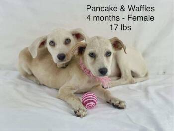 Rescue Mixed Breed Dogs for Adoption in Holbrook, New York - PANCAKE | PetCurious