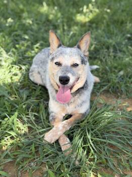 Australian Cattle Dog Blue Heeler Dogs Available for Adoption in Denison, Texas - Lobo | PetCurious