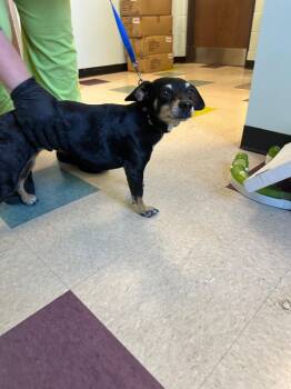 Terrier Dogs Available for Adoption in Gallatin, Tennessee - Shorty | PetCurious