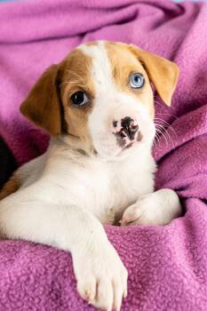 Beagle and Mixed Breed Dogs Available for Adoption in Minneapolis, Minnesota - Iva | PetCurious