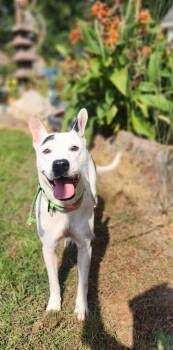Rescue American Staffordshire Terrier Dogs for Adoption in Manhasset, New York - Lena | PetCurious