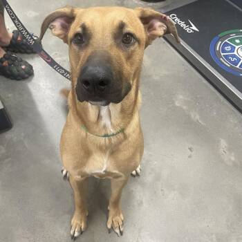 Black Mouth Cur Dogs Available for Adoption in Tampa, Florida - Scooby | PetCurious