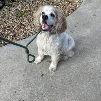 Cleetus -  Cocker Spaniel Dog for Adoption in Hartselle, Alabama - Cleetus | PetCurious