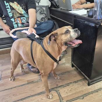 Boxer Dogs Available for Adoption - Belle | PetCurious