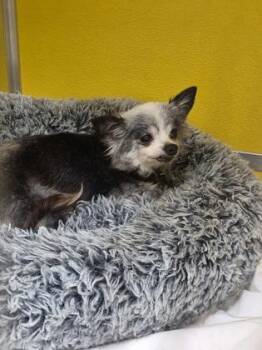 Pomeranian and Mixed Breed Dogs Available for Adoption - ANGEL | PetCurious