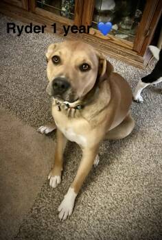 Ryder -  Australian Cattle Dog Blue Heeler and Australian Kelpie Dog for Adoption in Jerome, Idaho - Ryder | PetCurious