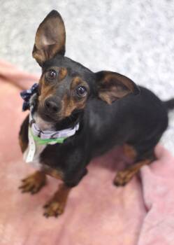 Dachshund Dogs Available for Adoption in Manchester, New Hampshire - Roxie The Doxie In NH! Come Meet Our Adoptable Dogs Wednesday-Sa | PetCurious