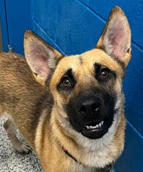 Cassian -  Shepherd Dog for Adoption in Golden, Colorado - Cassian | PetCurious