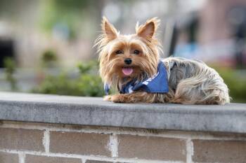 Comet -  Yorkshire Terrier Dog for Adoption in Auburn, Georgia - Comet | PetCurious