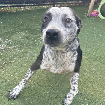 Rescue Australian Cattle Dog Blue Heeler and Hound Dogs for Adoption - Myrtle | PetCurious