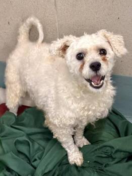 Waylon Smithers -  Poodle and Mixed Breed Dog for Adoption in New Orleans, Louisiana - Waylon Smithers | PetCurious