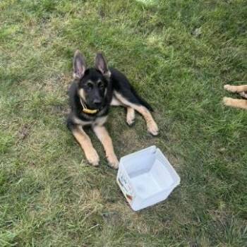 Trixie -  German Shepherd Dog and Akita Dog for Adoption in Van Horne, Iowa - Trixie | PetCurious