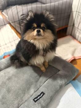 Pomeranian Dogs Available for Adoption in New York, New York - Toto | PetCurious