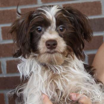 Poet -  Shih Tzu Dog for Adoption in Washington, District Of Columbia - Poet | PetCurious