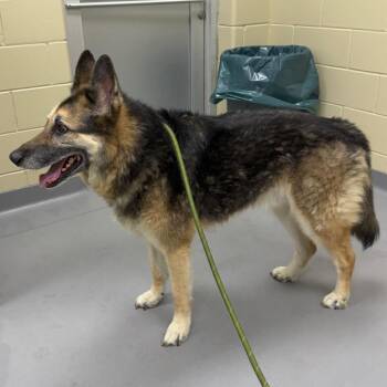 Theo 4992 -  Mixed Breed and German Shepherd Dog Dog for Adoption in Columbus, Georgia - Theo 4992 | PetCurious
