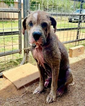 Rescue Mastiff Dogs for Adoption in Seguin, Texas - Cyrus | PetCurious