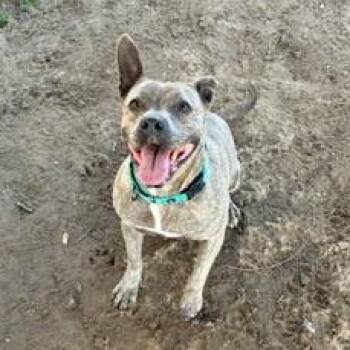 Pit Bull Terrier and American Staffordshire Terrier Dogs Available for Adoption in Carmel Hamlet, New York - Piper | PetCurious