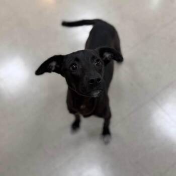 Skip -  Mixed Breed Dog for Adoption - Skip | PetCurious