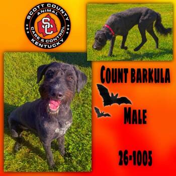 Count Barkula -  Standard Poodle Dog for Adoption in Georgetown, Kentucky - Count Barkula | PetCurious