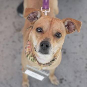 Terrier and Miniature Pinscher Dogs Available for Adoption in San Diego, California - Royal | PetCurious