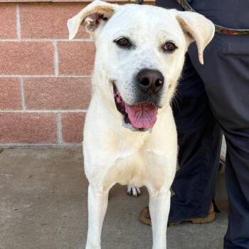 Great Pyrenees and Mixed Breed Dogs Available for Adoption in San Antonio, Texas - Pixie Dust | PetCurious