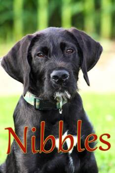 Labrador Retriever Dogs Available for Adoption in Evansville, Indiana - Nibbles | PetCurious