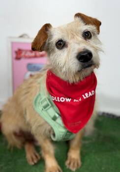 Cash-One of our Amazing Rescue Dogs -  Norfolk Terrier and Border Terrier Dog for Adoption in Carlsbad, California - Cash-One Of Our Amazing Rescue Dogs | PetCurious