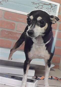 KATRINA -  Chihuahua and Mixed Breed Dog for Adoption in Houston, Texas - KATRINA | PetCurious