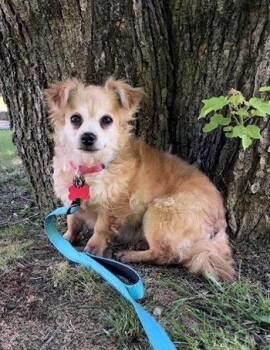 Trixie -  Pomeranian and Chihuahua Dog for Adoption in Bedford Hills, New York - Trixie | PetCurious