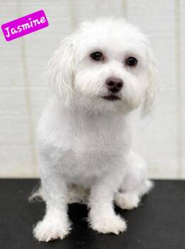 Havanese Dogs Available for Adoption - Jasmine | PetCurious