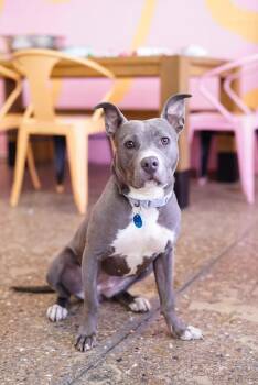 Pit Bull Terrier and Staffordshire Bull Terrier Dogs Available for Adoption - Tova | PetCurious