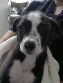 A185563 -  Siberian Husky and Mixed Breed Dog for Adoption in Pasadena, Texas - A185563 | PetCurious