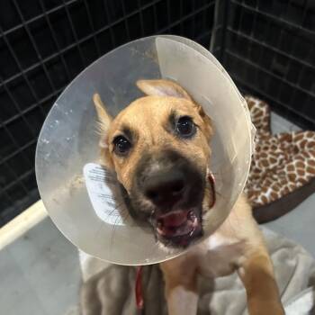 Hansel -  Mixed Breed Dog for Adoption in Leander, Texas - Hansel | PetCurious