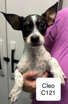 Cleo -  Basset Hound and Terrier Dog for Adoption in Morganton, North Carolina - Cleo | PetCurious