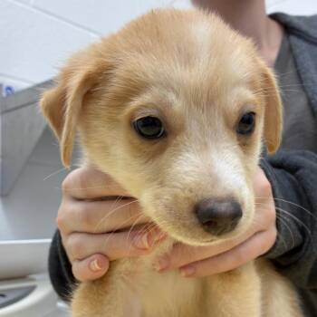 Boot "Scoot n Boogie" -  Labrador Retriever and Mixed Breed Dog for Adoption in Corpus Christi, Texas - Boot "Scoot N Boogie" | PetCurious