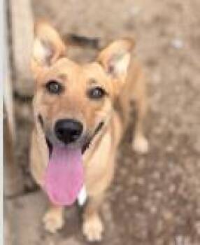 Kyla -  Mixed Breed Dog for Adoption in West Chester, Pennsylvania - Kyla | PetCurious