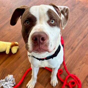 Louie -  Terrier Dog for Adoption in North Syracuse, New York - Louie | PetCurious