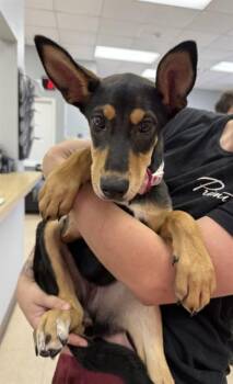 INDIGO -  Doberman Pinscher and Mixed Breed Dog Available for Adoption in Killeen, Texas - INDIGO | PetCurious