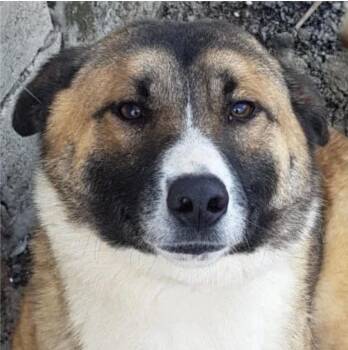 Rescue Shepherd Dogs for Adoption in Toronto, Ontario - Hanna | PetCurious