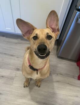 Rescue German Shepherd Dog Dogs for Adoption in Frederick, Maryland - Zoey -- Courtesy Post | PetCurious