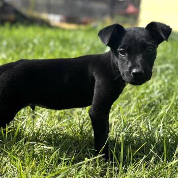 Volar -  Labrador Retriever and Australian Cattle Dog Blue Heeler Dog for Adoption in West Richland, Washington - Volar | PetCurious