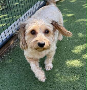 Yorkie Poo Dogs Available for Adoption - Dixie | PetCurious