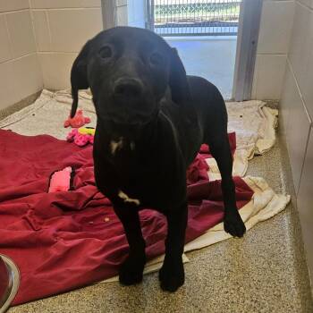 Mixed Breed Dogs Available for Adoption in Gloucester, Virginia - Miss Pickles | PetCurious