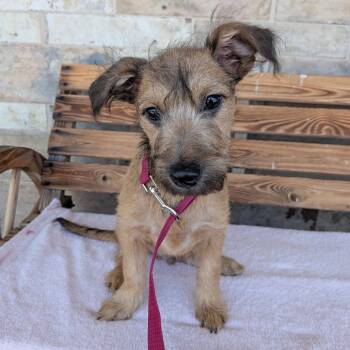 MOODY -  Terrier Dog for Adoption in Chico, California - MOODY | PetCurious